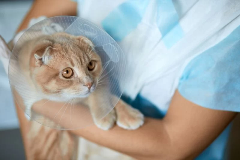 Recognizing Pet Allergies: Symptoms, Triggers, and Treatment