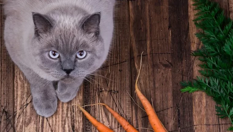 Can Cats Eat Carrots? What You Need to Know
