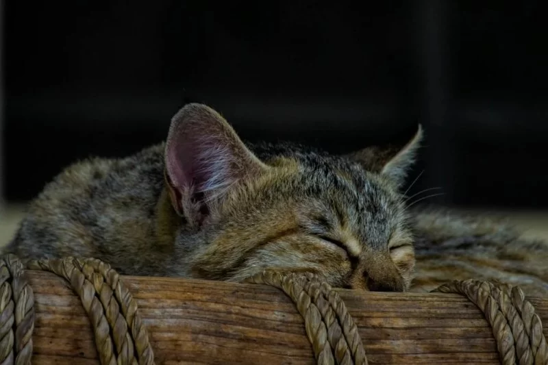 How to Create a Calm Home Environment for Anxious Pets