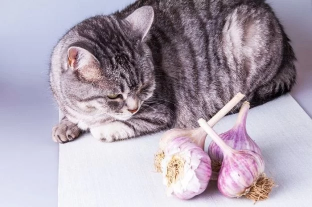 Can Cats Eat Hummus with Garlic? A Vet’s Insight on Feline Safety