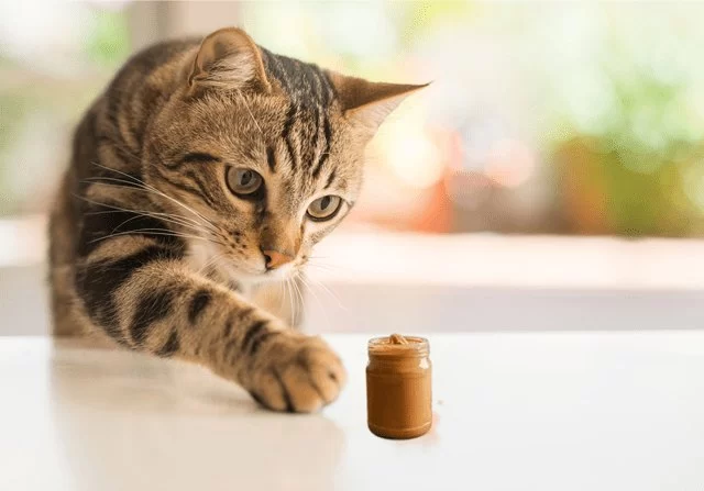 Can Cats Eat a Little Bit of Peanut Butter? Safe Tips & Expert Advice