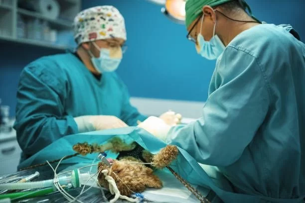 How to Recognize and Treat Pet Liver Shunts: A Comprehensive Guide
