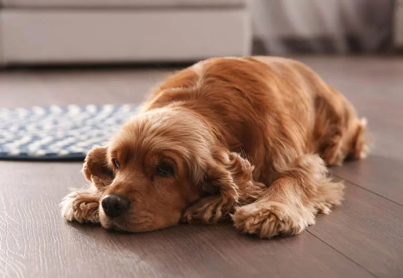 Signs of Pancreatitis in Dogs: What to Watch and How to Respond