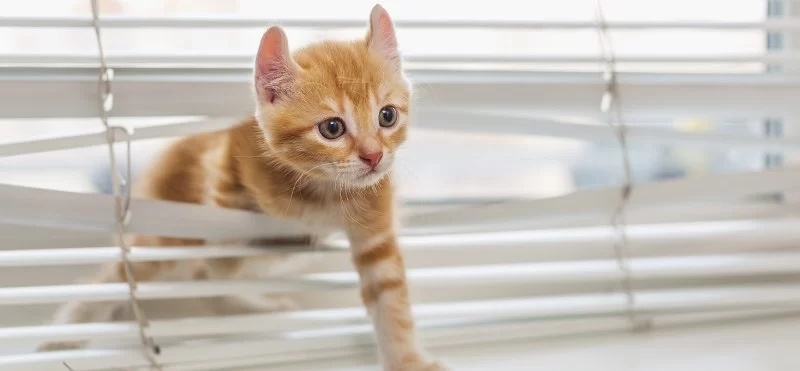 How to Keep Kittens Safe in Their First Months at Home: Expert Tips for New Cat Owners