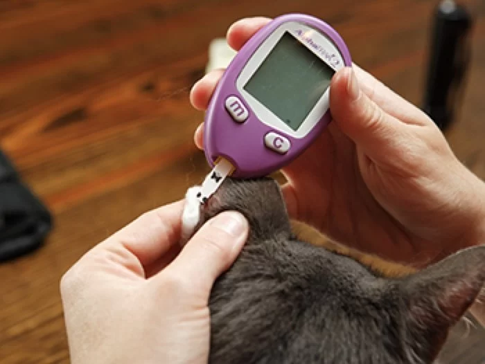How to Manage Pet Diabetes with Diet and Monitoring