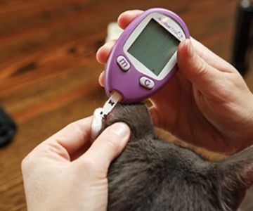 How to Manage Pet Diabetes with Diet and Monitoring