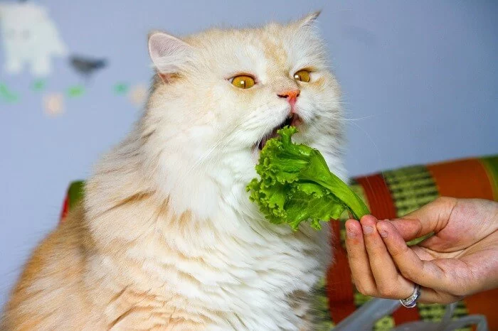 What Vegetables Should Cats Avoid? A Guide to Safe and Unsafe Foods