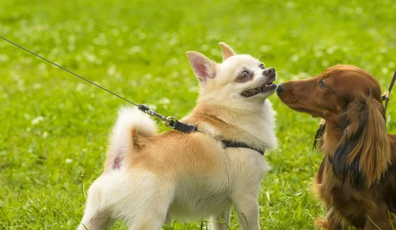How to Train Dogs to Greet People Politely: Tips and Techniques