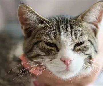 How to Recognize and Treat Pet Feline Neurodegenerative Disease – Early Signs and Effective Care