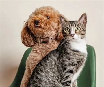 How to Recognize and Treat Pet Feline Seizure Disorders