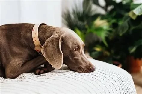 Top Signs That Your Dog May Have Anxiety