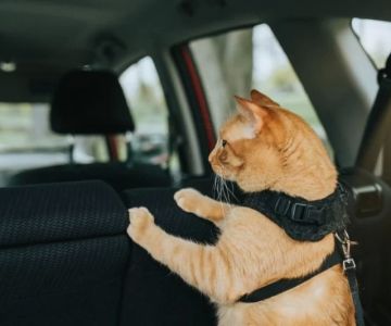 Pet Anxiety and Motion Sickness: How to Help Your Pet Travel Calmly and Comfortably