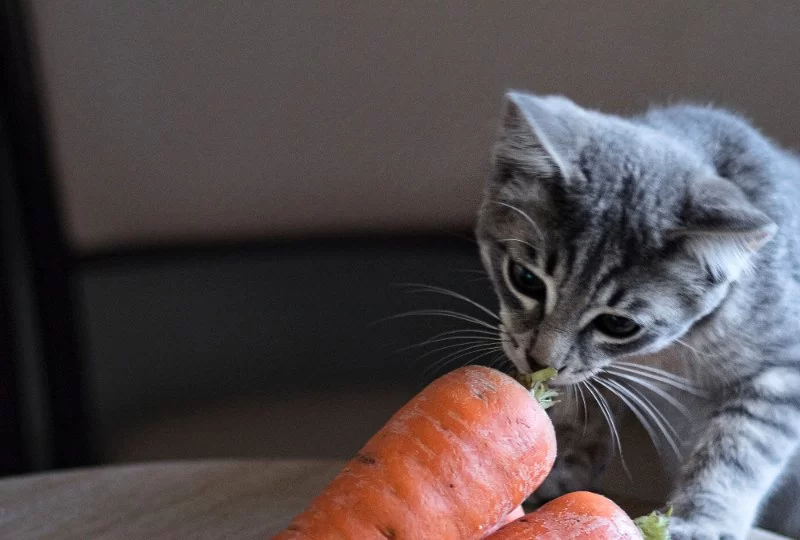 Can Cats Eat Baked Carrots? Safe Feeding Tips and Nutritional Advice for Cat Owners