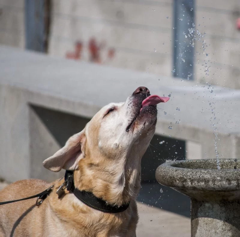 Pet Hydration Strategies: Wet Food, Water Fountains, and Electrolytes for Healthy Pets