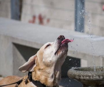 Pet Hydration Strategies: Wet Food, Water Fountains, and Electrolytes for Healthy Pets