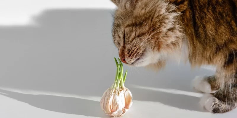Can Cats Eat Garlic? Understanding Risks, Symptoms, and Safe Feeding Practices