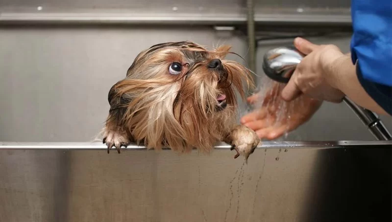 How to Train Dogs to Be Calm During Grooming: Effective Techniques and Tips