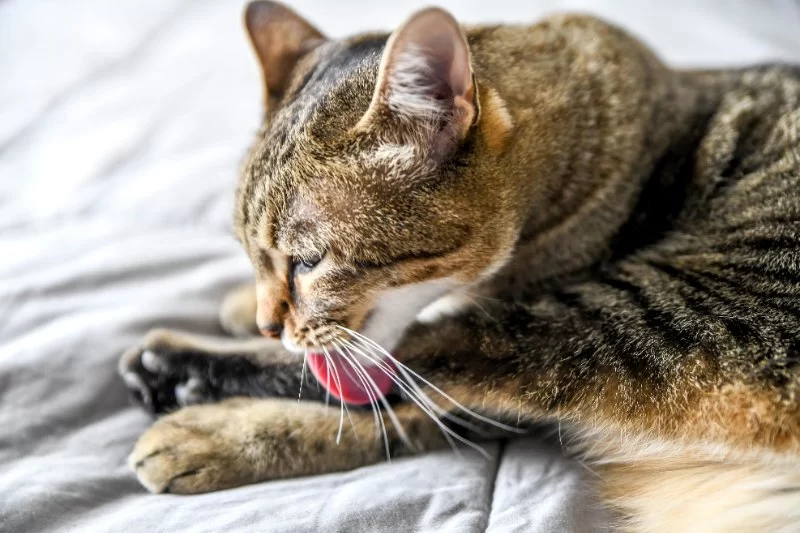 Cat Overgrooming: Causes, Stress, and Health Issues