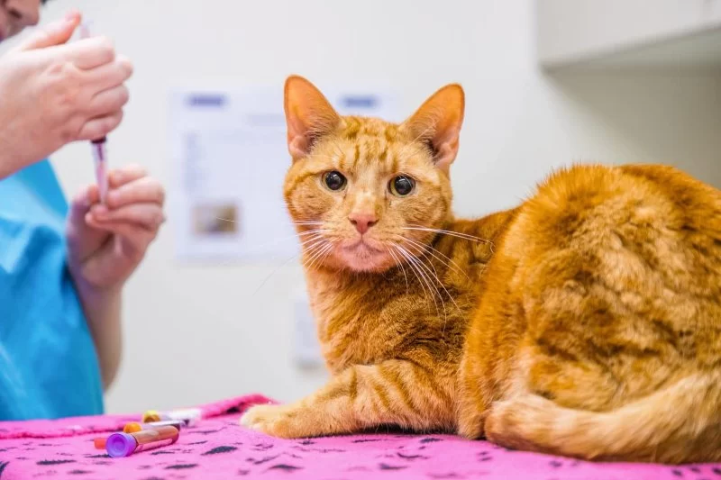 How to Recognize and Treat Pet Feline Infectious Peritonitis Effectively