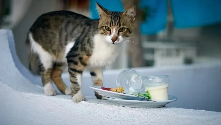 Can Cats Eat Yogurt Safely? What Every Pet Owner Should Know