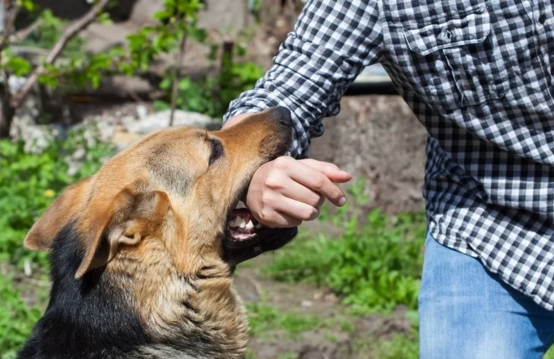 Dog Bite Prevention: Training Tips for Families to Build Safe and Happy Homes