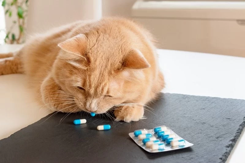 Recognizing and Treating Pet Feline Metabolic Disorders: A Complete Guide