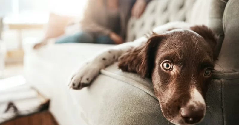 How to Handle Pet Anxiety When Leaving for Work – Tips and Solutions