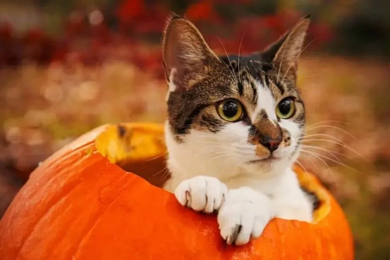 Can Cats Eat Pumpkin Pie? Understanding the Risks and Benefits