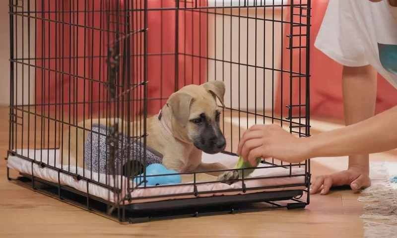 How to Manage Puppy Anxiety During Crate Training – Proven Behavior Tips