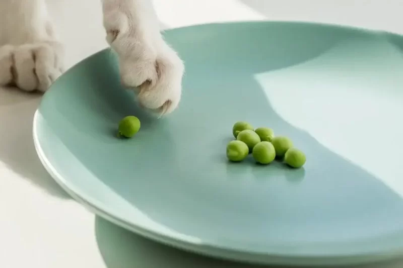 Can Cats Eat Green Peas – Safe Feeding Tips and Nutrition Facts