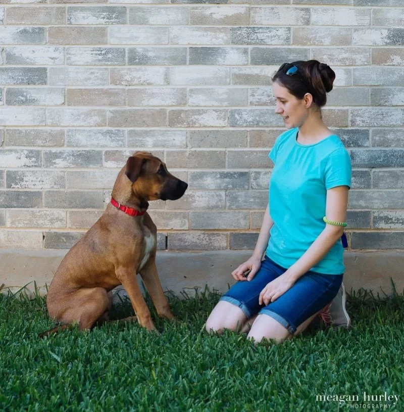 How to Train Dogs to Be Calm When Guests Arrive – Effective Behavior Training Tips