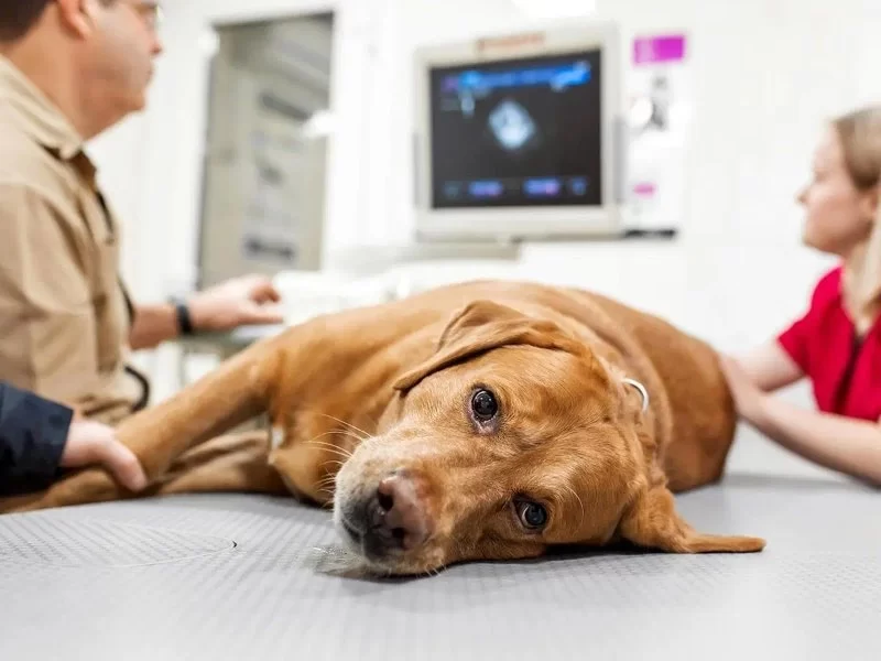 How to Recognize and Treat Pet Vestibular Syndrome – A Complete Owner’s Guide