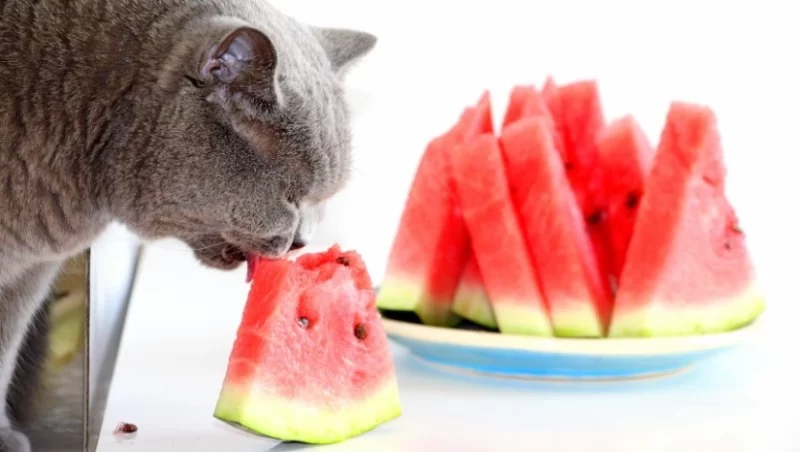 Can Cats Eat Watermelon Rind – Risks, Safety Tips, and Better Treat Options