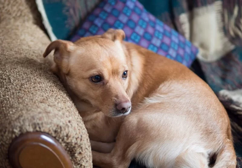 How to Address Long-Term Pet Anxiety Issues