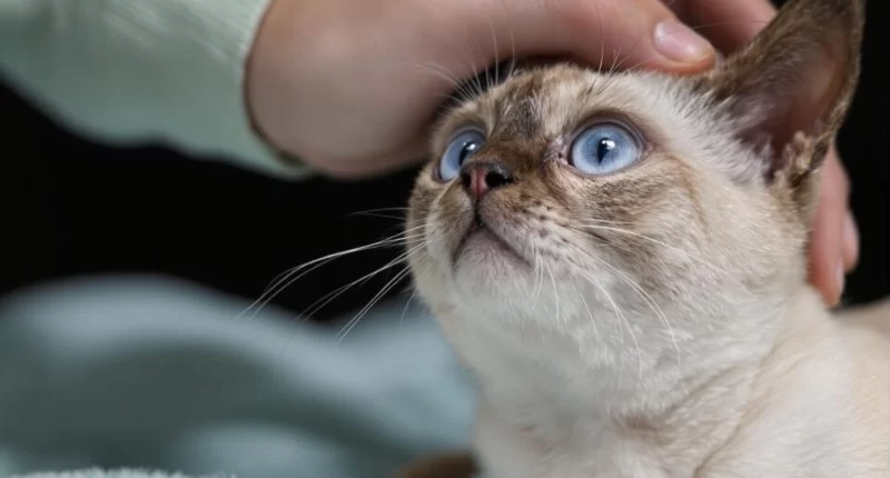 Managing Pet Hypoglycemia (Low Blood Sugar): Signs, Causes, and Care