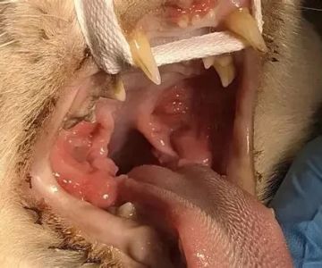 How to Recognize and Treat Pet Feline GI Disease Advance