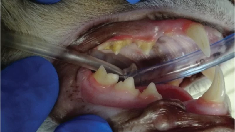 How to Recognize and Treat Pet Feline Oral Disease