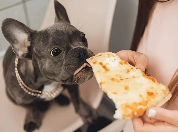 Can Pets Eat Human Food? Safe vs Dangerous Foods