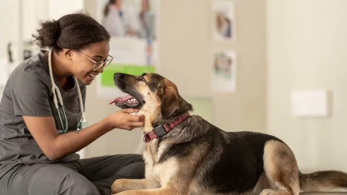 Best Ways to Soothe Pet Anxiety During Vet Visits