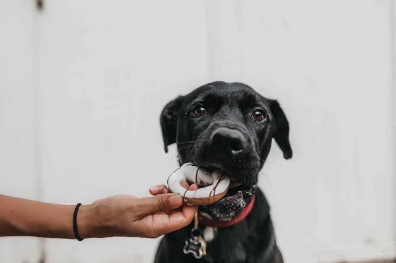 How to Train Dogs to Be Patient at Meal Time – Expert Tips for a Calm Mealtime