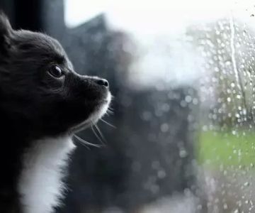 How to Provide Enrichment During Rainy Days Indoors – Fun and Engaging Ideas for Your Pet