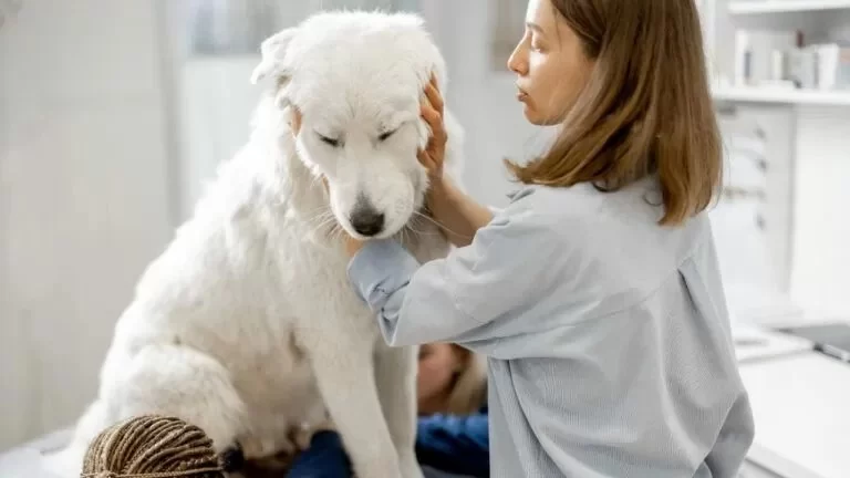 How to Treat Anxiety in Pets Naturally – Effective Remedies and Tips