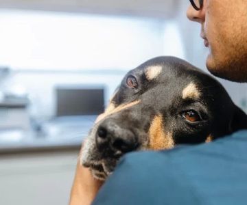 How to Help Pets with Chronic Pain Live Well – Tips and Treatment Options