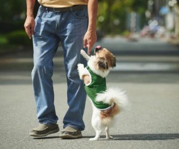 How to Train Dogs to Greet People Politely | Expert Dog Training Tips