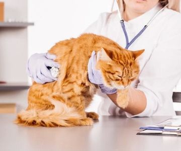 How to Recognize and Treat Pet Feline Endocrine Disorders – Vet-Approved Insights