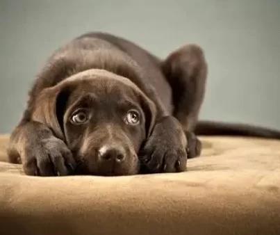 How to Help an Anxious Dog Around Other Animals – Proven Tips for Calmer Socialization