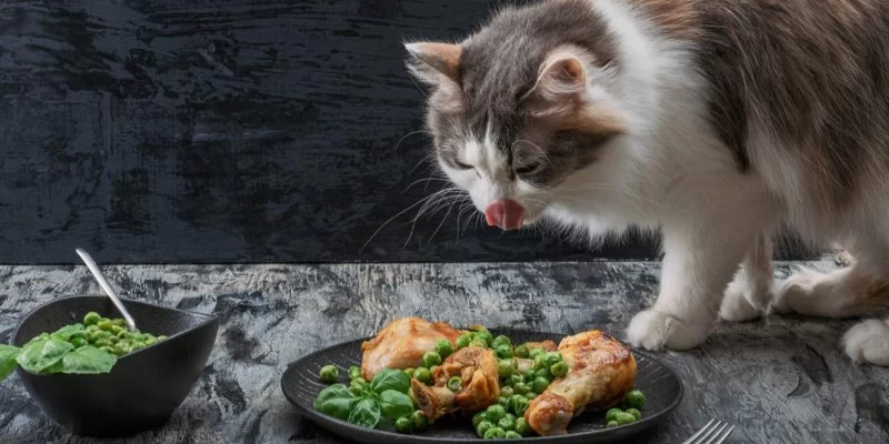 Can Cats Eat Turkey? Safety Tips, Nutrition Facts, and Vet-Approved Advice