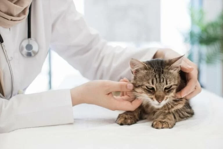 How to Recognize and Treat Pet Feline Lymphocytic Colitis Safely at Home