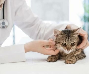How to Recognize and Treat Pet Feline Lymphocytic Colitis Safely at Home