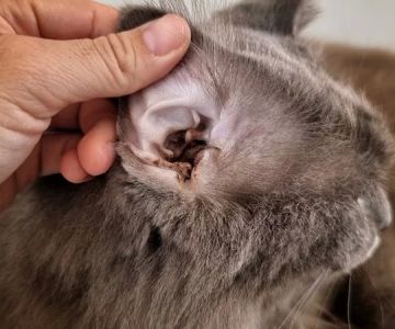 How to Detect and Treat Pet Ear Polyps or Growths
